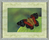 Набір для вишивання бісером Метелик 19x14 см