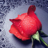 Алмазна вишивка Червона троянда, 22х24 см, квадратне каміння, повне