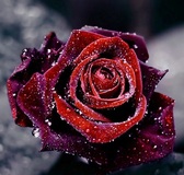 Алмазна вишивка Оксамитова троянда, 40х40 см, квадратне каміння, повна тм Алмазна Мозаїка ( Україна ) DM-123