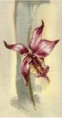 Набір для вишивання нитками та бісером Лілова орхідея, 14.5x27 см (часткова)