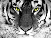 Алмазна вишивка Погляд тигра, 40х30 см, квадратне каміння, повна