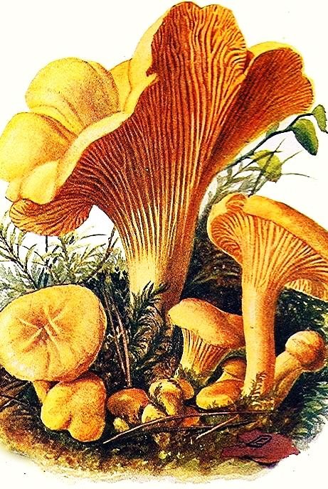 ������� ������� ������� 20x30 �� ( ��������� ������, ��� ��������� )
