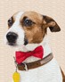 ������� �� ������� ������� ������, 40�50�� Brushme ( ����� ) ������� �� ������� GX38501