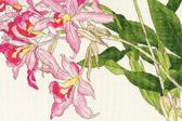  Orchid blooms   36x24