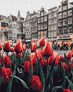 ������� �� ������� �������� ���������� 40x50 �� Brushme ( ����� ) ������� �� ������� PGX34169