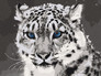 ������� �� ������� ��������� ���� 40�50 �� Art Craft 11609-AC