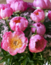 ������� �� ������� ������� ���� 40�50 �� Art Craft 12125-AC