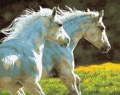 Картина по номерам Пара білих коней, 40 х 50 см