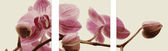 Картина-триптих по номерам Триптих. Рожеві орхідеї, 50х150см Babylon Turbo ( Бебілон ) MS14067