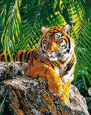Картина по номерам Суматранська тигриця, 40х50см Babylon Turbo ( Бебілон ) VP461