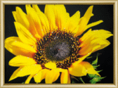 Набір стрази на склі Сонячна квітка 30.3x42 см, контурна, круглі блискучі