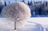 Алмазная вышивка на подрамнике Ледяное дерево 40x50 см, (на подрамнике) круглые камни, полная