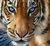 Алмазная вышивка на подрамнике Взгляд хищника 30x30 см, (на подрамнике) круглые камни, полная