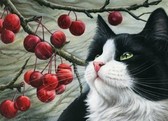 Алмазная вышивка на подрамнике Котик возле вишенки 40x50 см, (на подрамнике) круглые камни, полная