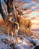 Алмазная вышивка на подрамнике Красивые олени 40x50 см, (на подрамнике) круглые камни, полная