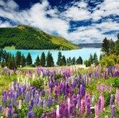 Алмазная вышивка на подрамнике Цветочная прохлада 30х30 см, ( на подрамнике ) круглые камни, полная