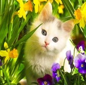 Алмазная вышивка на подрамнике Котик в нарцисах 30х30 см, ( на подрамнике ) круглые камни, полная