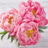 Алмазная вышивка на подрамнике Очаровательные пионы 30х30 см, ( на подрамнике ) круглые камни, полная