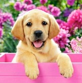 Алмазная вышивка на подрамнике Лабрадорчик в розовой корзинке 30х30 см, ( на подрамнике ) круглые камни, полная
