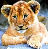Алмазная вышивка на подрамнике Львенок милаш 30х30 см, ( на подрамнике ) круглые камни, полная