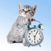 Алмазная вышивка на подрамнике Пора просыпаться 30х30 см, ( на подрамнике ) круглые камни, полная