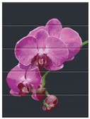 Картина по номерам Оксамитова орхідея 30х40 см (дерев'яна основа)
