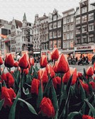 Картина по номерам Тюльпани Амстердама 40х50 см