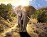 Картина по номерам Величний слон 40 х 50 см Babylon Turbo ( Бебілон ) VP1440