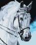 Картина по номерам Гордий кінь  40х50 см Ideyka ( Ідейка ) KHO4387