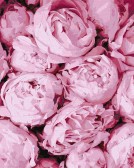 Картина по номерам Рожева ніжність 40х50 см