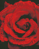 Алмазна вишивка на підрамнику Троянда  40х50 см (на підрамнику) круглі камені